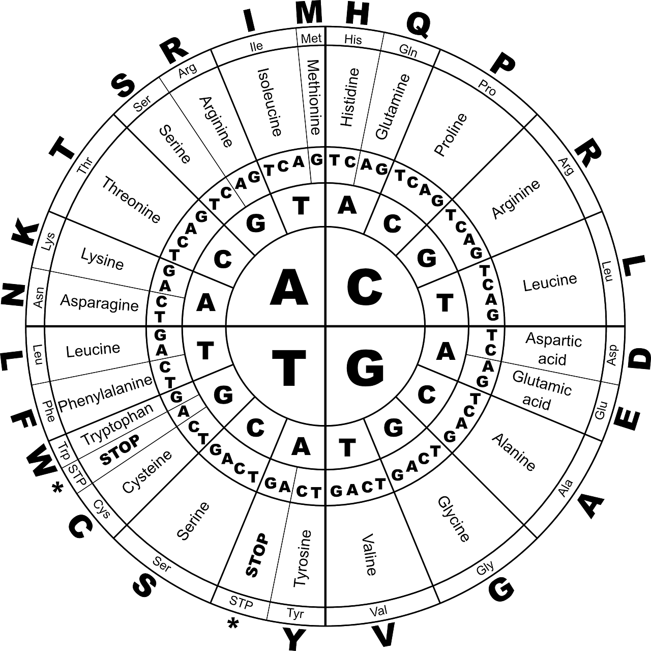 Dna Aminoacidi Biologia - Grafica vettoriale gratuita su Pixabay