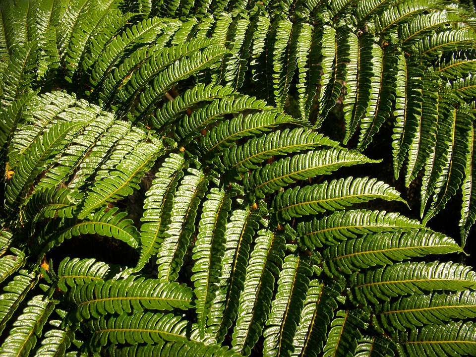 Green Fern Vegetation - Free photo on Pixabay - Pixabay