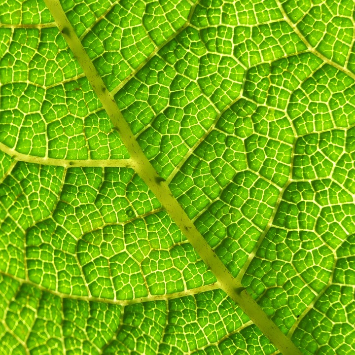 Free photo: Leaf, Structure, Texture, Green - Free Image on Pixabay ...