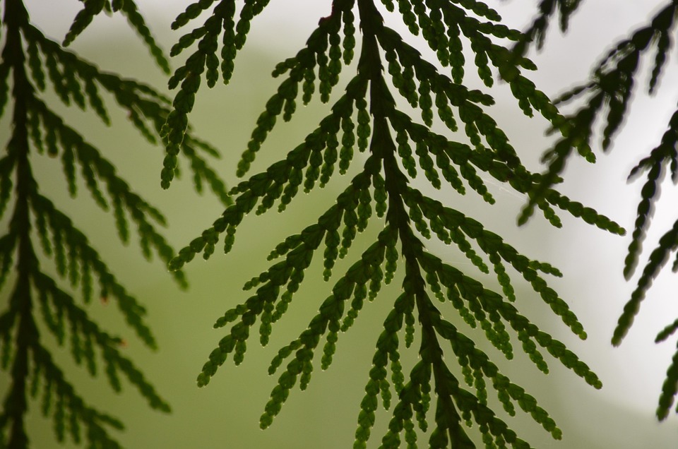 Cedar Leaf Leaves - Free photo on Pixabay - Pixabay