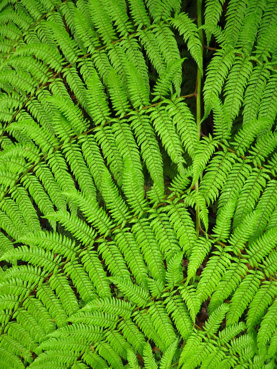 Fern Green Plant - Free photo on Pixabay - Pixabay