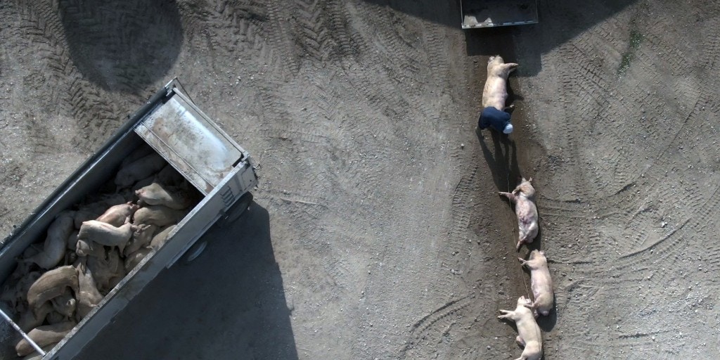 Drone footage of dead pigs from mass extermination in Iowa amid corona virus pandemic