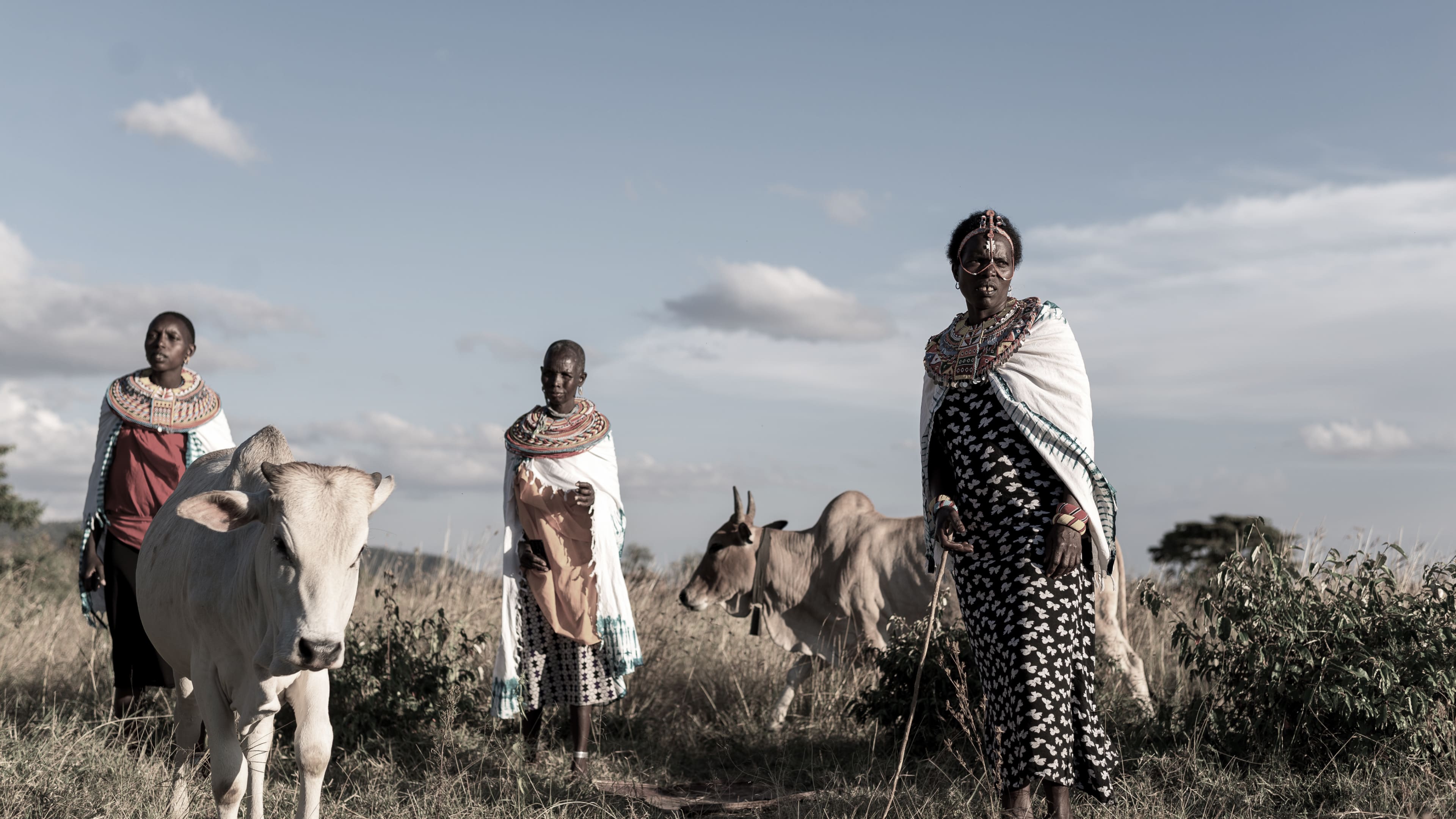 African farmers standing in a field with cattle