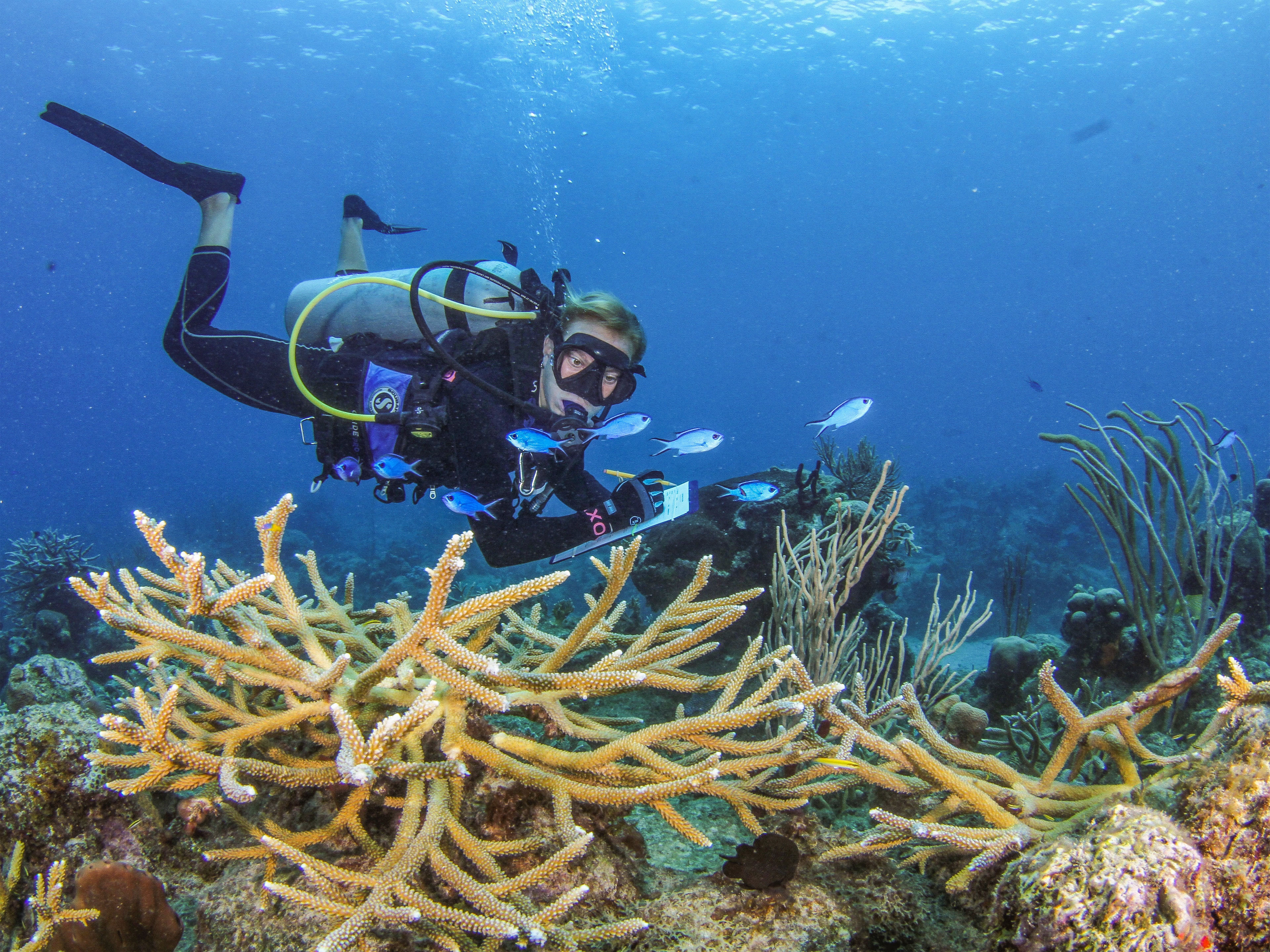 Diver taking notes under water