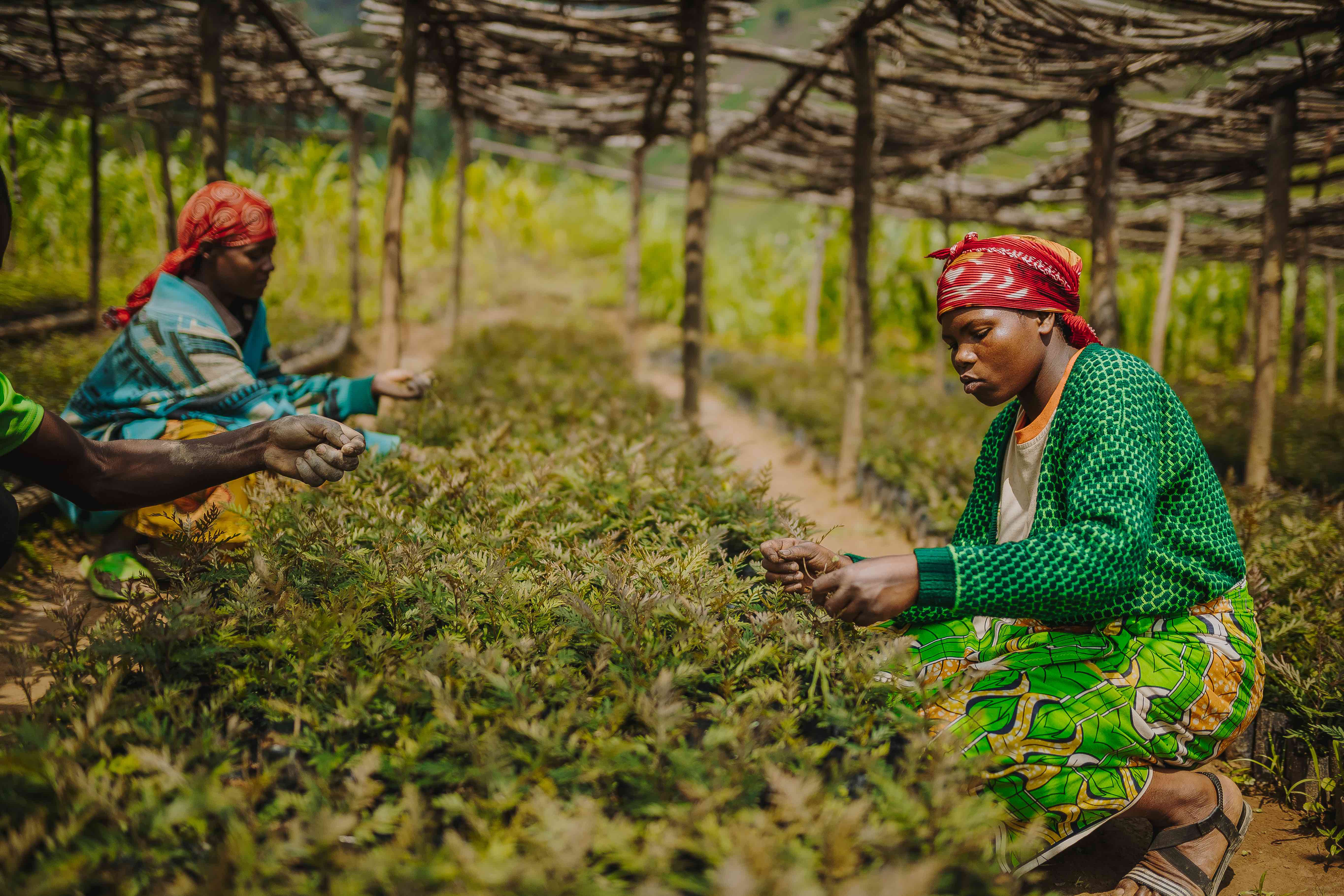 african women planting 