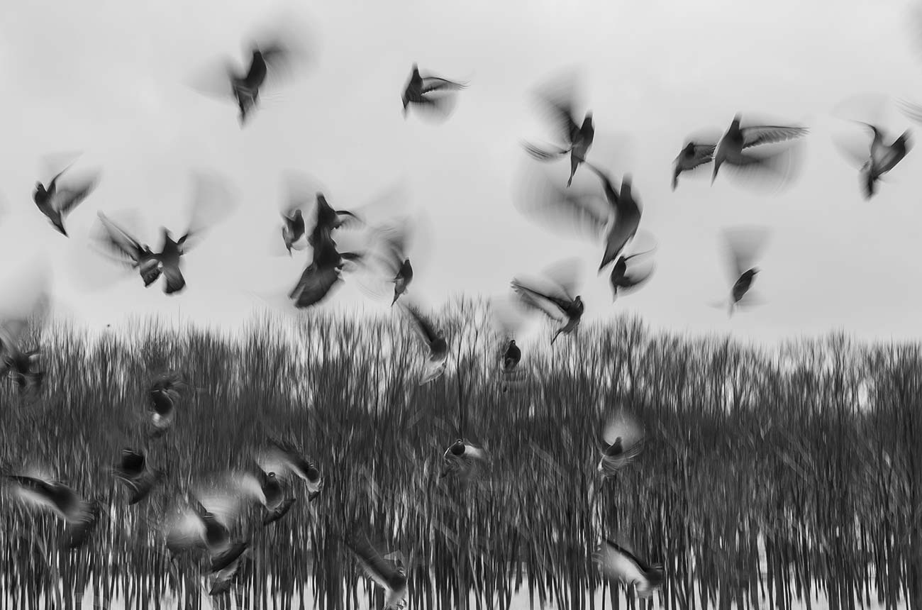 bw birds