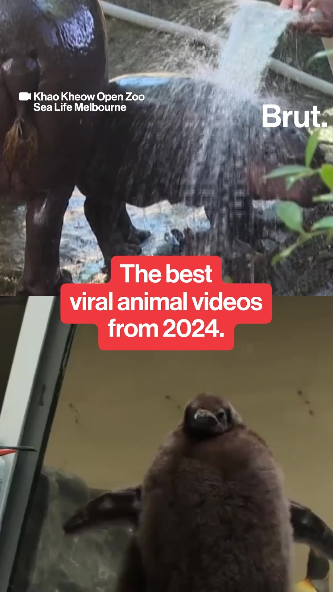 viral-animal-moments-of-2024