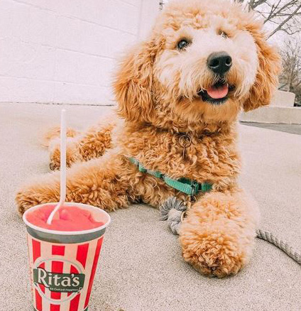 Dog eating Rita's Ice