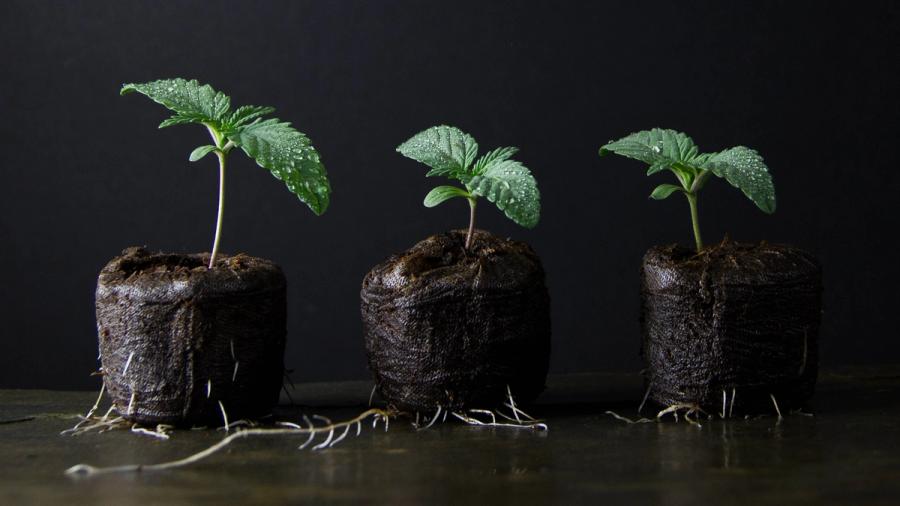 Cannabis seedlings | Image Credit: Katie / adobe.stock.com