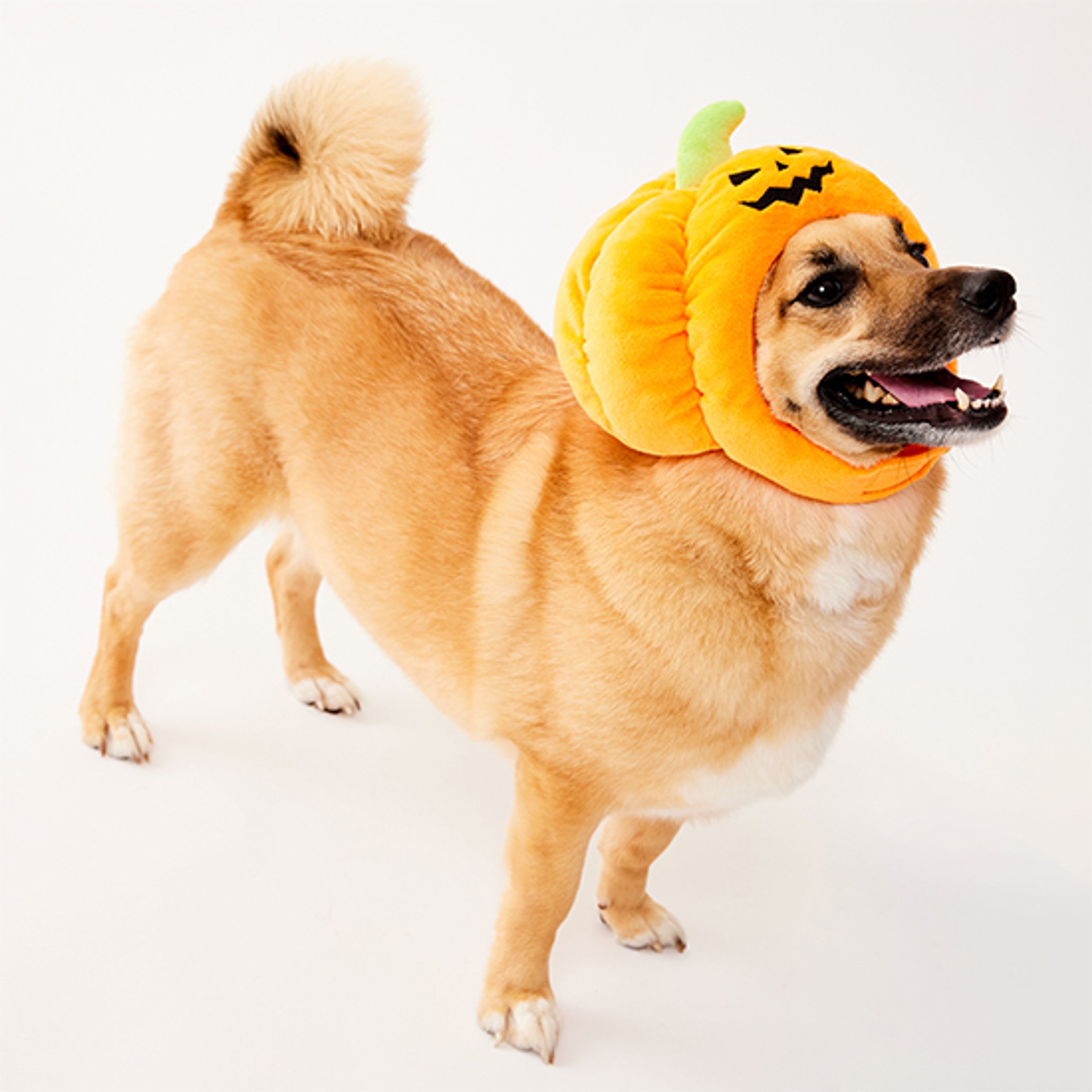 Dog Pumpkin Halloween Costumes