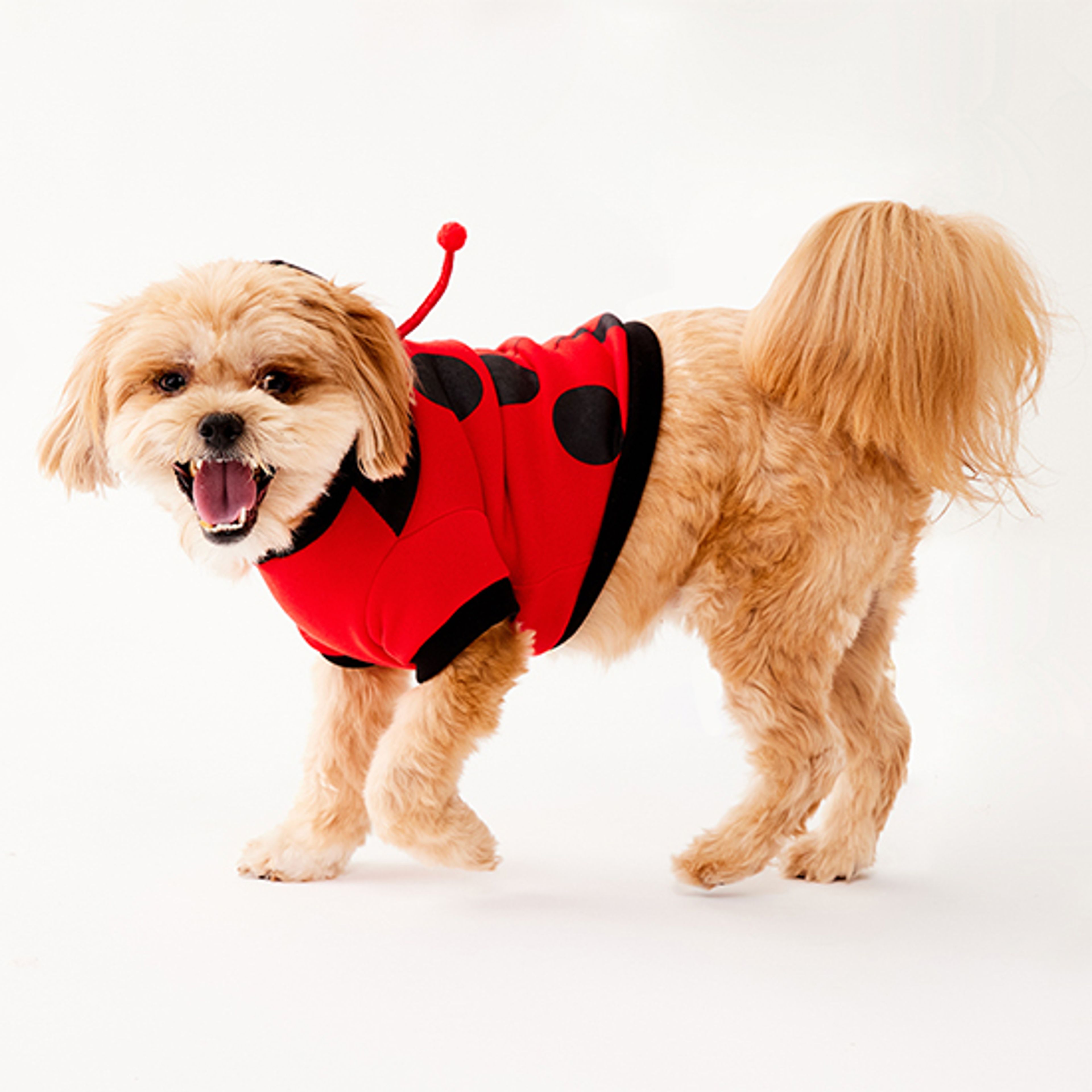 Dog Ladybug Halloween Costume