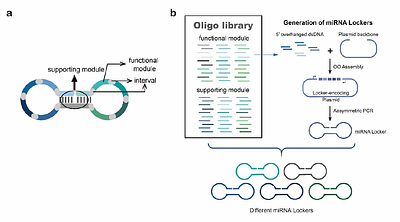 MiRNA Locker: A Modularized DNA Assembly As miRNA Inhibitors