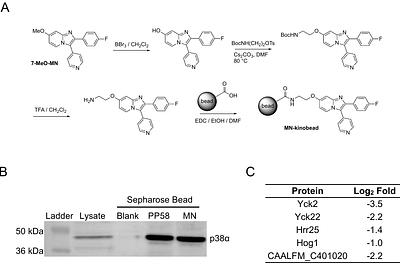 Chemoproteomic Profiling of C. albicans for Characterization of Anti-fungal Kinase Inhibitors