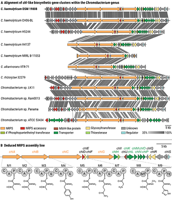 Dual-use virulence factors of the opportunistic pathogen Chromobacterium haemolyticum mediate haemolysis and colonization