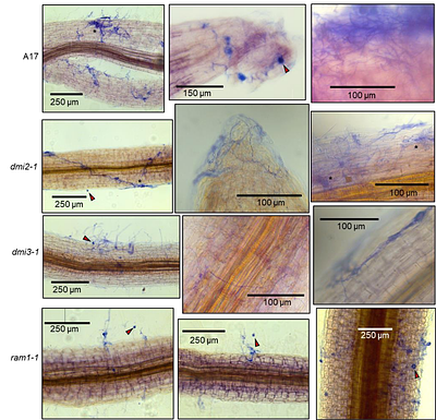 Common symbiotic signalling pathway not essential for formation of functional mutualisms with endophytic fungi