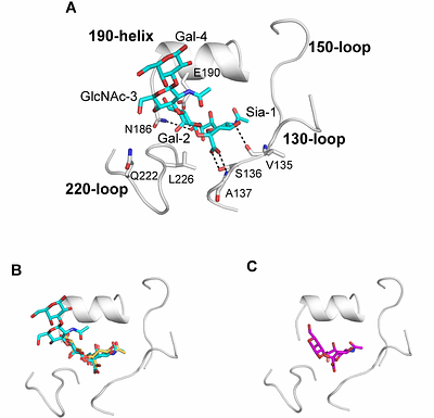 The Q226L mutation can convert a highly pathogenic H5 2.3.4.4e virus to bind human-type receptors