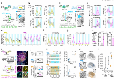 Collateral connectomes of Esr1-positive hypothalamic neurons modulate defensive behavior plasticity