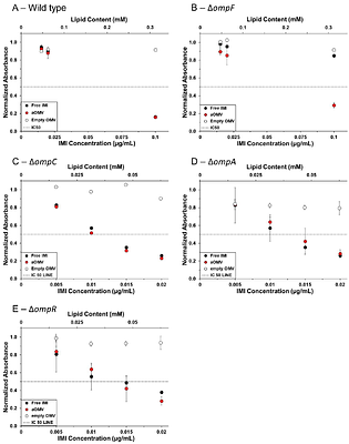 Escherichia coli outer membrane vesicles encapsulating small molecule antibiotics improve drug function by facilitating transport