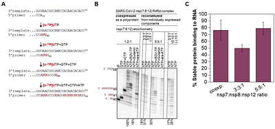 Single-molecule assay reveals the impact of composition, RNA duplex, and inhibitors on the binding dynamics of SARS-CoV-2 polymerase complex