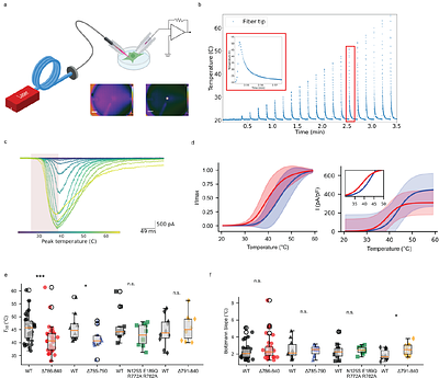 Engineering Infrared Light Detection in Blind Human Retina Using Ultrasensitive Human TRPV1 Channels