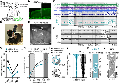 Layer 1 NDNF interneurons form distinct subpopulations with opposite activation patterns during sleep in freely behaving mice