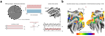 Attentional enhancement and suppression of stimulus-synchronized BOLD oscillations