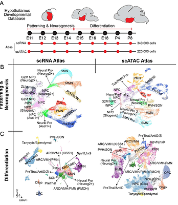 Decoding Gene Networks Controlling Hypothalamic and Prethalamic Neuron Development.