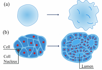 How human-derived brain organoids are built differently from brain
  organoids derived of genetically-close relatives: A multi-scale hypothesis