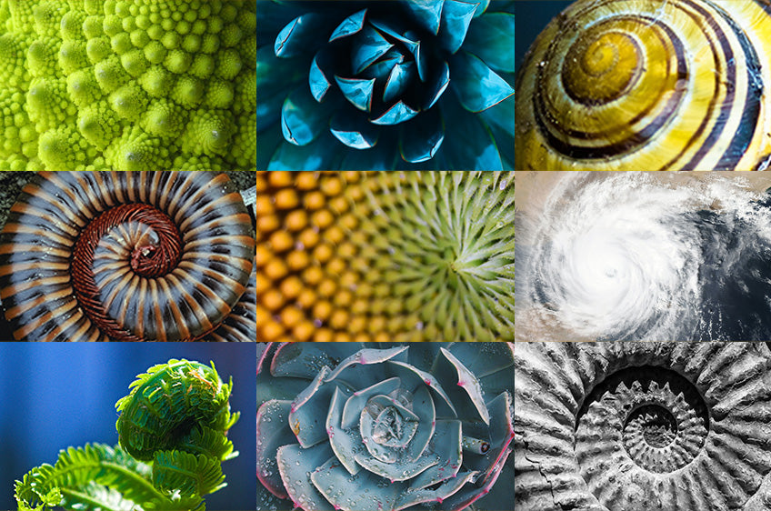 The Golden Spiral: Design found in art and nature - Popicon