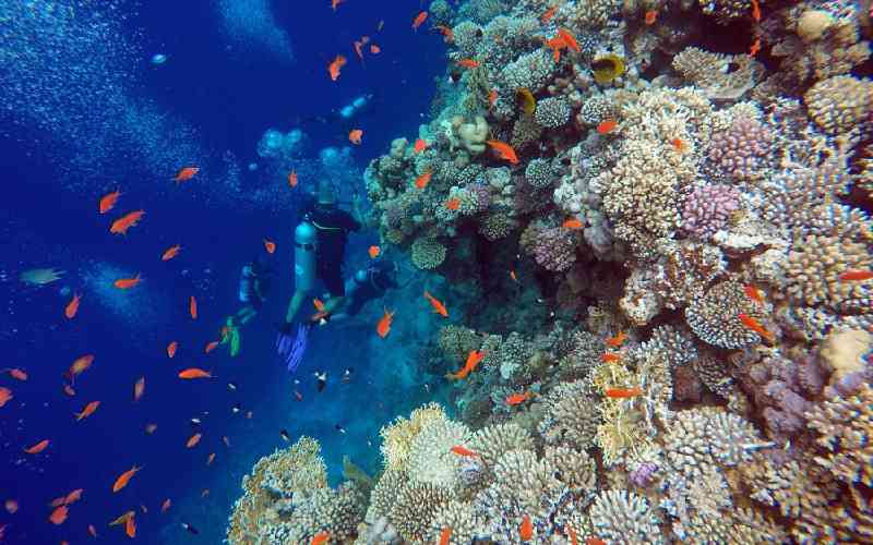 UN highlights urgent marine conservation needs, action