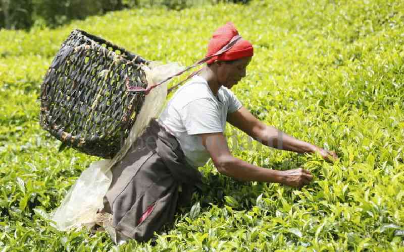 Boom for farmers, factory releases Sh616m tea bonus