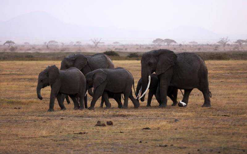 Namibia's drought cull of more than 700 wildlife under way