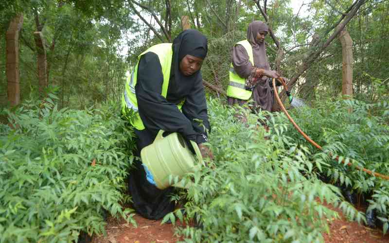 This is how Kenya can plant 15 billion trees by 2032