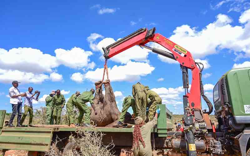 Elephant translocation: KWS meticulously moves forty-seven elephants