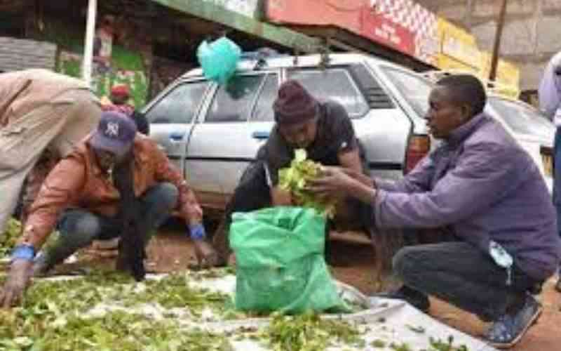 Two Kenyans file petition challenging muguka ban in three counties