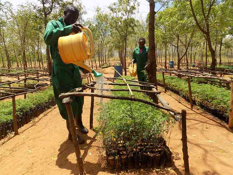 Pastoralists in arid counties now embrace farming amid climate shocks