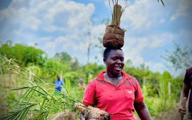 Planting wisdom trees for good shield in times of plenty and lean ones