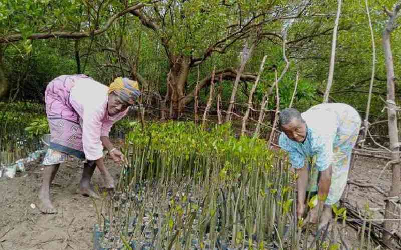 Group revives Sabaki estuary for conservation, ecotourism