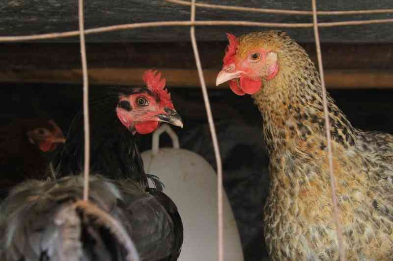 Managing respiratory diseases in poultry