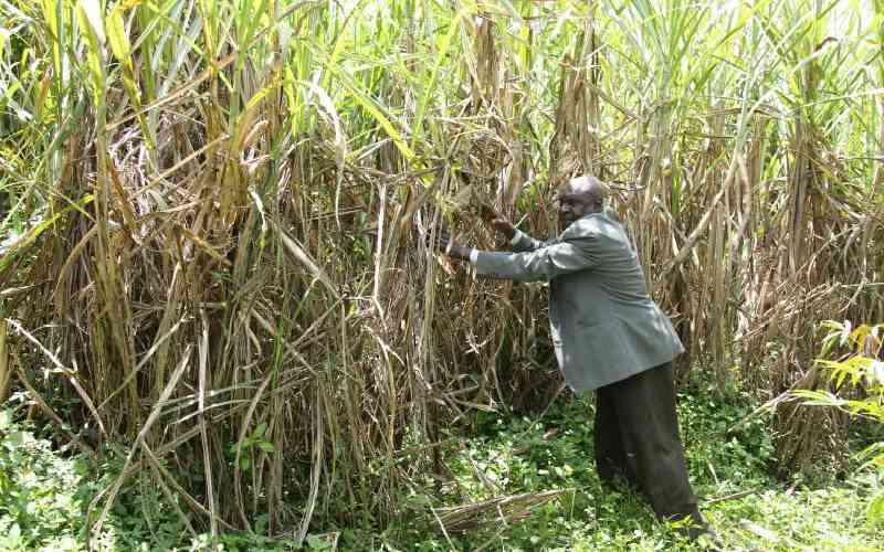 Sugar millers suffer due to cane poaching