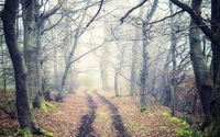 Path through foggy trees wallpaper 1920x1200 jpg