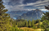 Pine forest on rocky mountains wallpaper 1920x1200 jpg