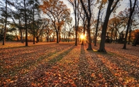 Sun shining through the autumn forest wallpaper 2560x1600 jpg