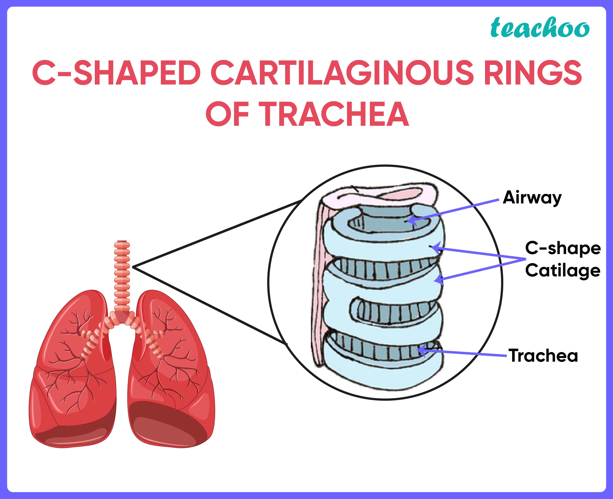 C-SHAPED CARTILAGINOUS RINGS OF TRACHEA-01.jpg