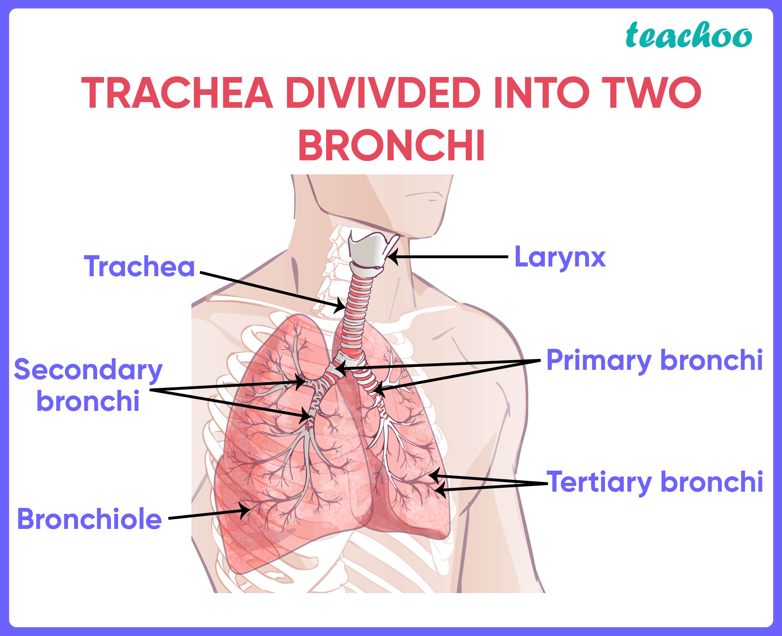 TRACHEA DIVIVDED INTO TWO BRONCHI-01.jpg