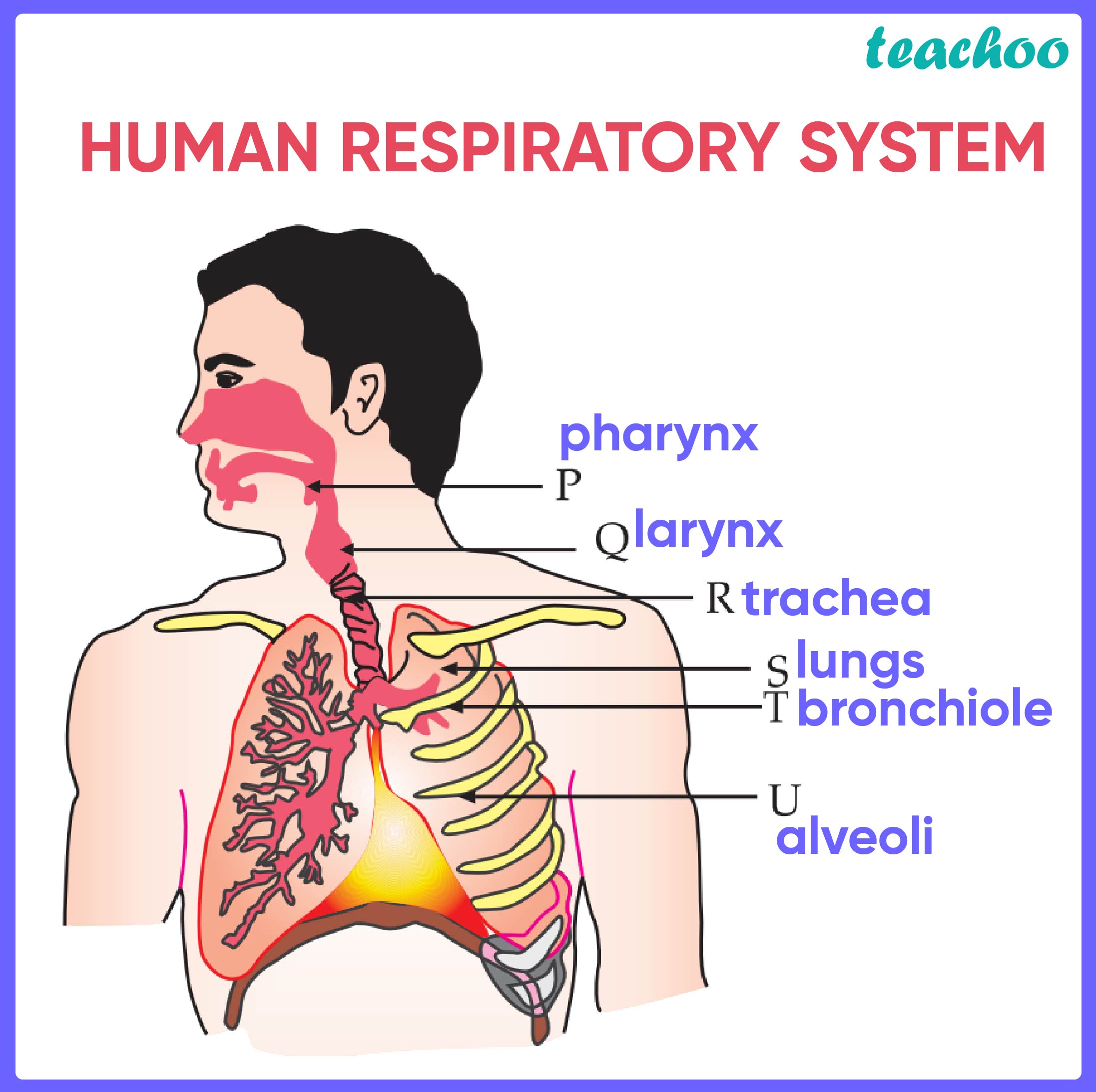 Human respiratory system-01.jpg