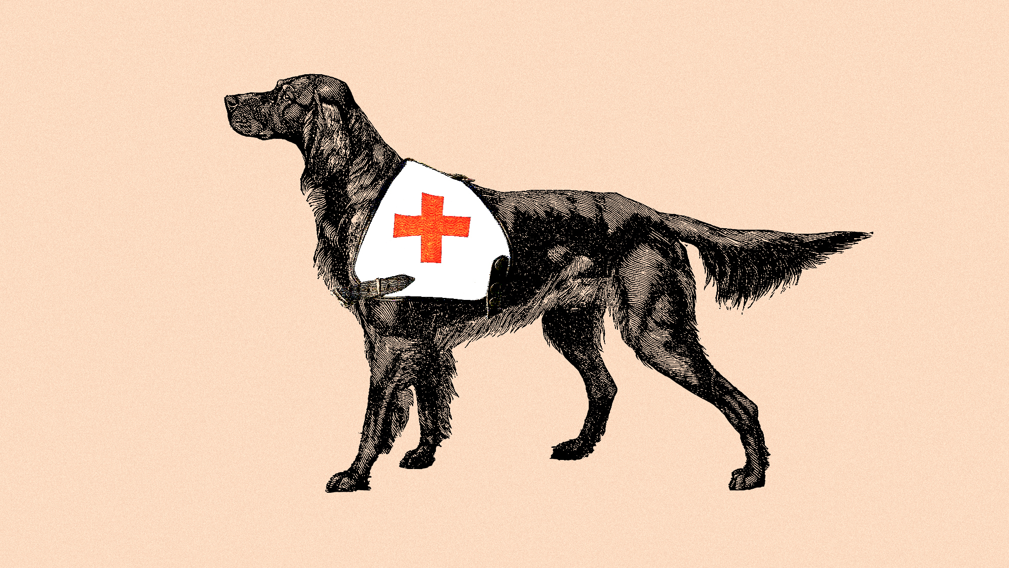 A black dog wearing a white harness with a red cross