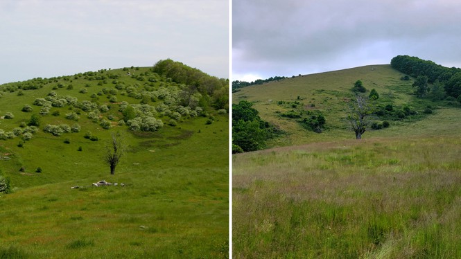 In 2005, a mountain top at Doggett Gap near Asheville, North Carolina was full of flowering hawthorn trees. In 2023, when Ron Lance revisited the mountain, the hawthorns were all but gone.”