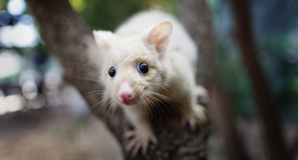 australian possum 615.jpg.jpg