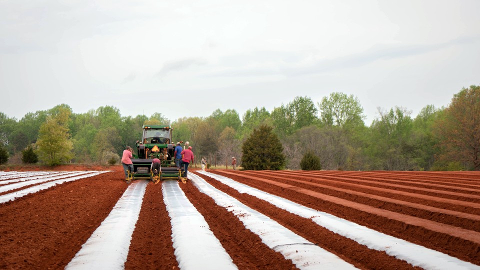 a machine lays plastic mulch in a fertile field of dirt